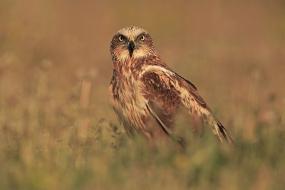 Marsh Harrier