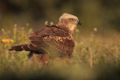 Marsh Harrier