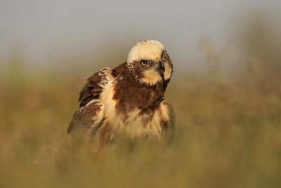 Marsh Harrier