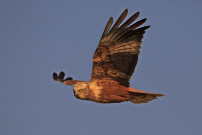 Marsh Harrier