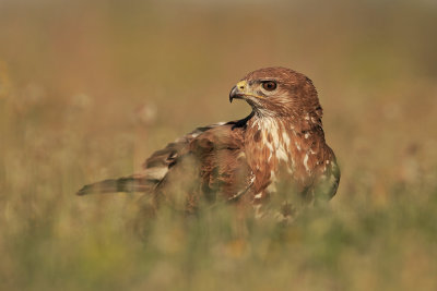 Common Buzzard