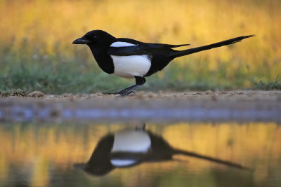 Eurasian Magpie