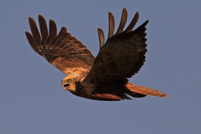 Marsh Harrier