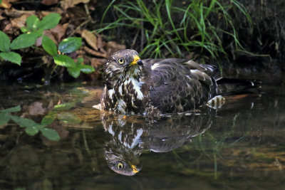 Honey Buzzard