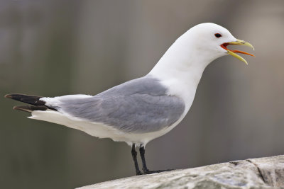 Kittiwake