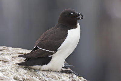 Razorbill