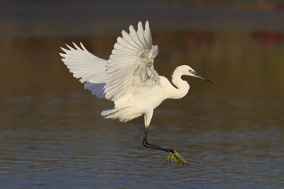 Little Egret