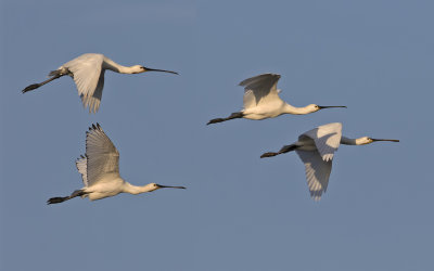 Spoonbills