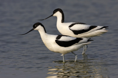 Avocets