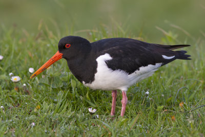 Oystercatcher