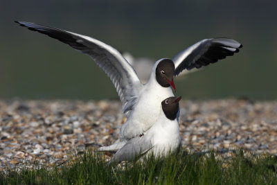 Black-headed Gulls