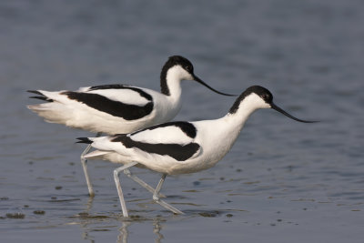 Avocets