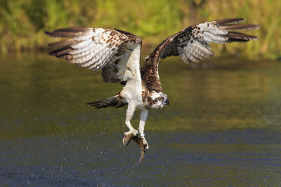 Osprey