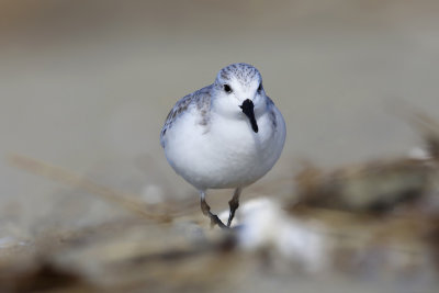 Sanderling