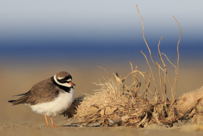 Ringed Plover 