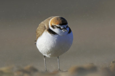 Kentish Plover