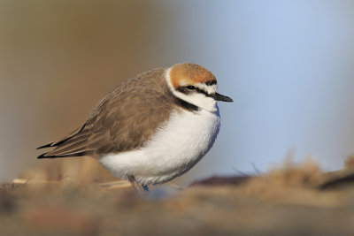 Kentish Plover