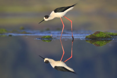 Black-winged Stilt