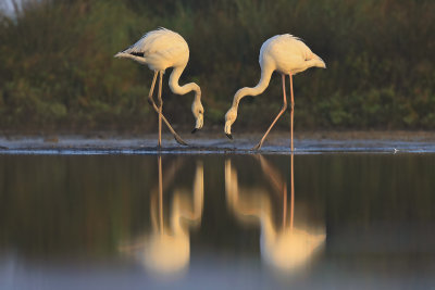 Flamingos