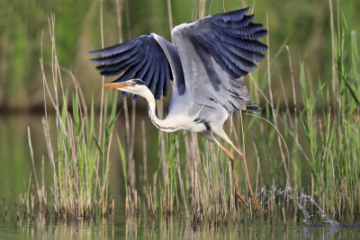 Grey Heron