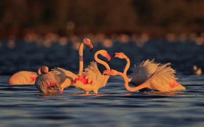 Flamingoes