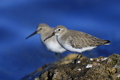 Dunlins