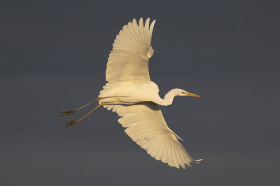 Great Egret