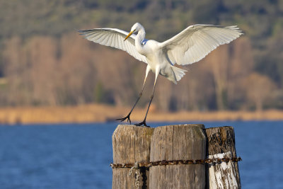 Great Egret