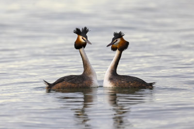 Great Crested Grebes