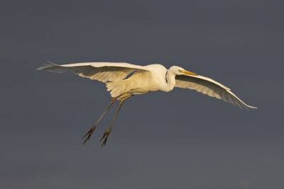 Great Egret