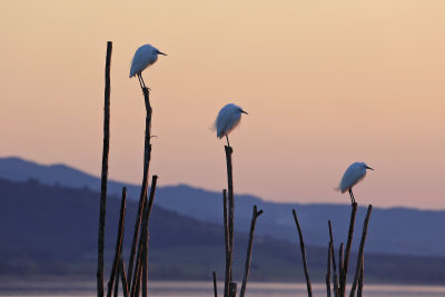 Little Egrets