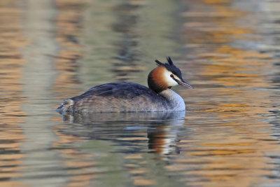 Great Crested Grebe