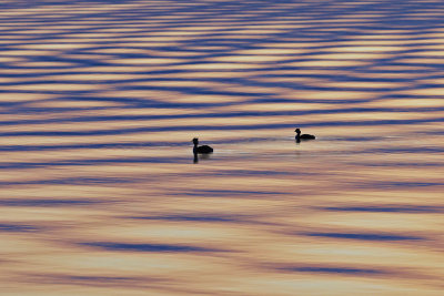 Great Crested Grebes