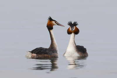 Great Crested Grebes