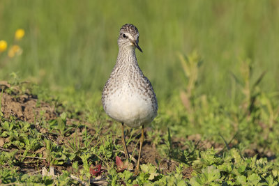 Wood Sandpiper