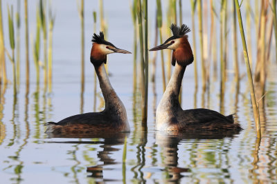 Great Crested Grebes