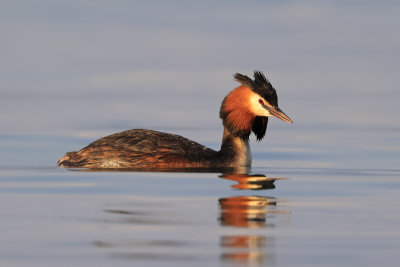 Great Crested Grebe