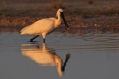 Spoonbill