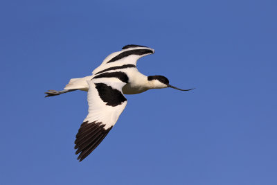 Avocet