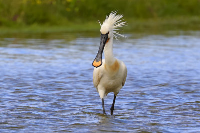 Spoonbill