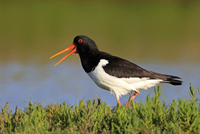 Oystercatcher