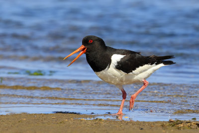 Oystercatcher