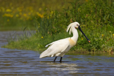 Spoonbill