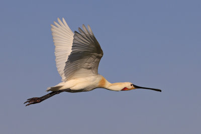 Spoonbill