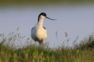 Avocet