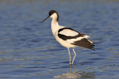 Avocet