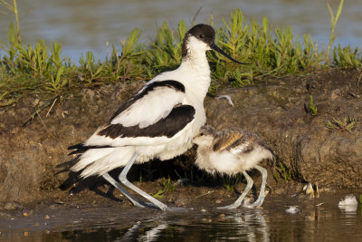 Avocets
