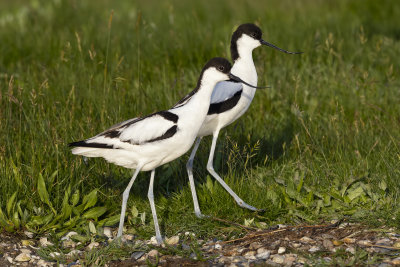 Avocets