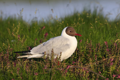 Black-headed Gull