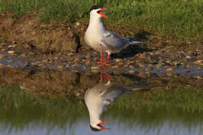 Common Tern